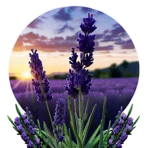 Lavender Field At Sunrise Photo PNG Dqv