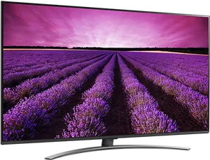 Lavender Field Display PNG image