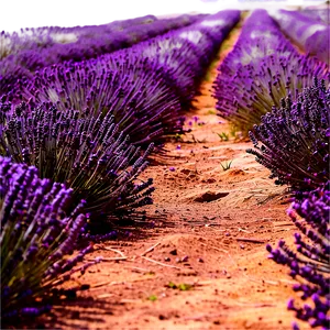 Lavender Field Path PNG 06202024 PNG
