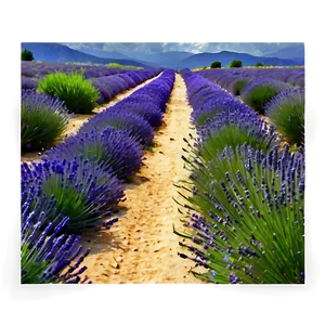 Lavender Field Path PNG 48 PNG
