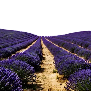 Lavender Field Path Png 55 PNG image