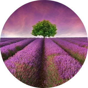 Lavender Field Solitary Tree PNG image