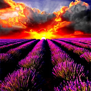 Lavender Field Sunset Png 06132024 PNG image