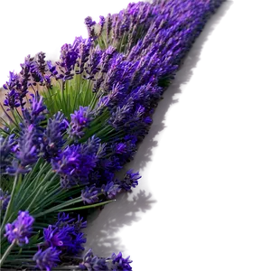 Lavender Field Sunset PNG 35
