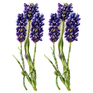 Lavender Fields PNG 04292024
