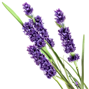 Lavender Fields PNG Ybx64