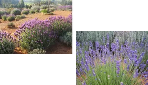 Lavender Fieldsand Closeup PNG image