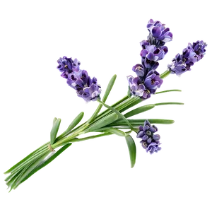 Lavender Floral Arrangement PNG 06282024 PNG