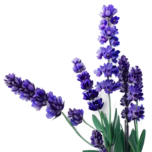 Lavender Floral Arrangement Png Vnh57 PNG image