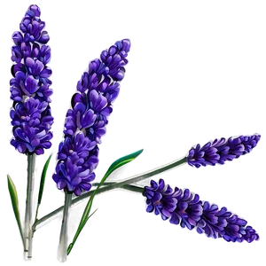 Lavender Floral Design PNG 76 PNG