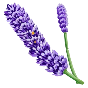 Lavender Floral PNG Ole38