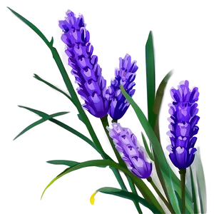 Lavender Flower Art PNG 05252024
