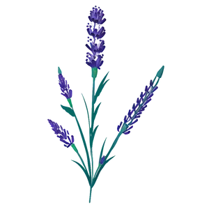 Lavender Flower Art PNG 05252024