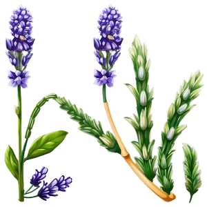 Lavender Flower Art PNG 05252024