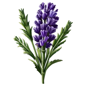 Lavender Flower Background PNG 06132024