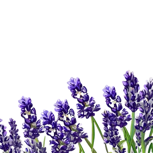 Lavender Flower Border PNG 1