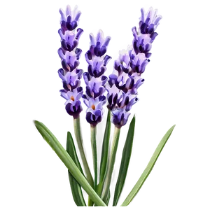 Lavender Flower Closeup PNG 06132024