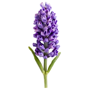 Lavender Flower Closeup PNG 24 PNG