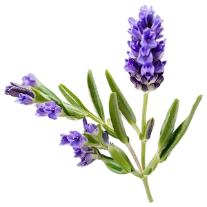 Lavender Flower Closeup PNG Ddm PNG