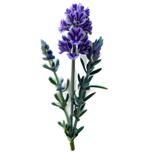 Lavender Flower D PNG image