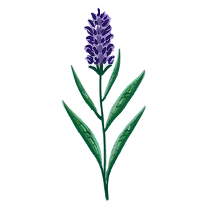 Lavender Flower Outline PNG 3