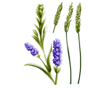 Lavender Flower Outline PNG Mhx PNG