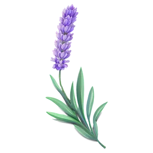 Lavender Flower Pattern PNG 06132024 PNG