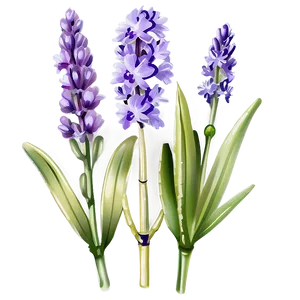 Lavender Flower Png 05062024 PNG image