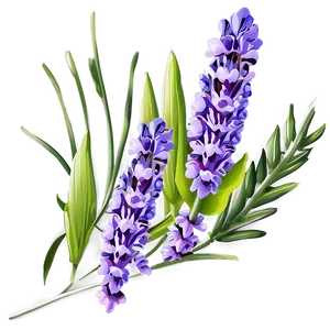 Lavender Flower PNG Hsl