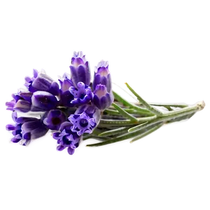 Lavender Flower Transparent Png 05252024 PNG image