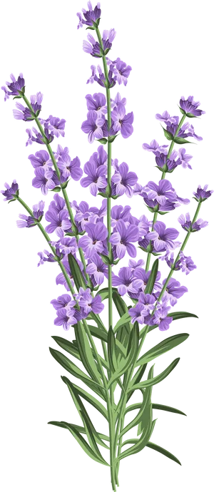 Lavender Flowers Illustration PNG image
