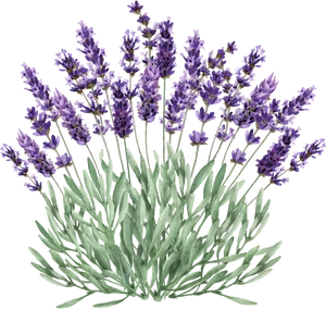 Lavender Flowers Illustration PNG image