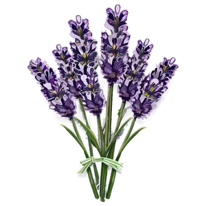 Lavender Herb Garden Png Xrd PNG image