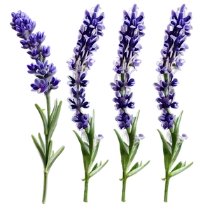 Lavender Herb PNG 35 PNG