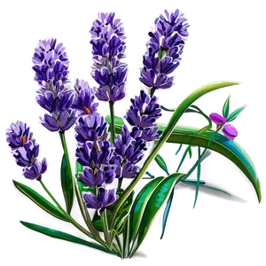 Lavender Herb PNG Rit46 PNG