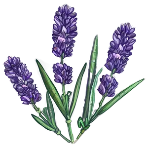 Lavender Herb PNG Ujn PNG