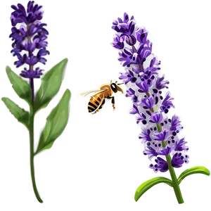 Lavender Honey Bee Garden PNG 06282024 PNG