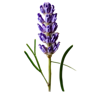 Lavender Honey Flower PNG Esm1 PNG