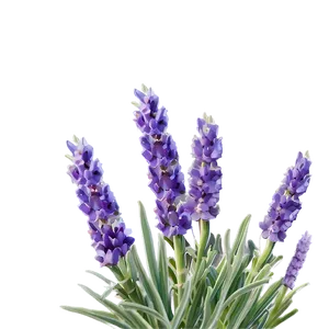 Lavender In Bloom PNG 06132024