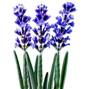 Lavender In Bloom PNG Pqq2