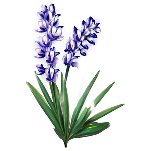 Lavender Lily PNG 05242024