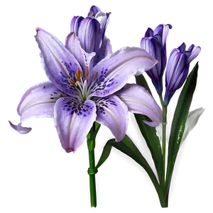 Lavender Lily PNG 05242024