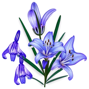 Lavender Lily PNG 28