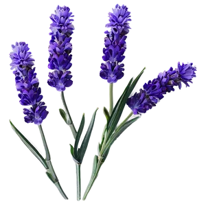 "lavender Luxury: Soothing Flower PNG" A