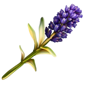 "lavender Luxury: Soothing Flower PNG" C
