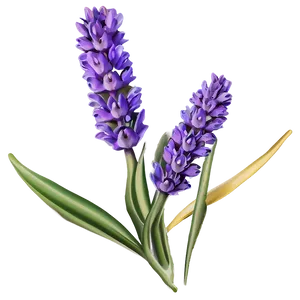 "lavender Luxury: Soothing Flower PNG" D