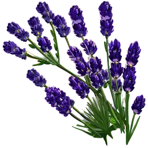 Lavender Nature Scene Png Bce70 PNG image