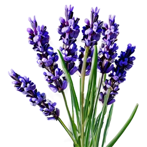 Lavender Oil Flower PNG Bqs1 PNG