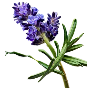 Lavender Oil Flower PNG Cdm20 PNG