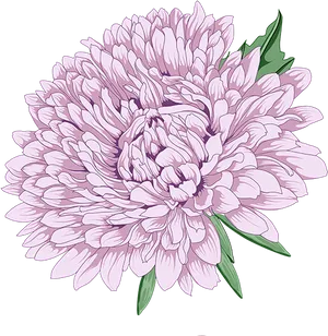 Lavender Peony Illustration PNG image